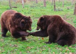 Владелец крымских зоопарков хочет убить 30 медведей