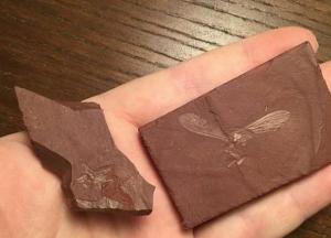 Ученые нашли останки насекомого, жившего на Земле 100 млн лет назад (фото)