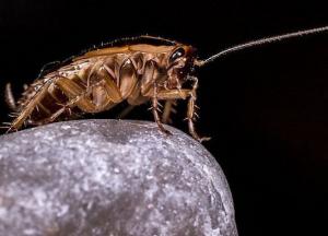 Пещерный таракан: биологи показали насекомое времен динозавров (Фото)