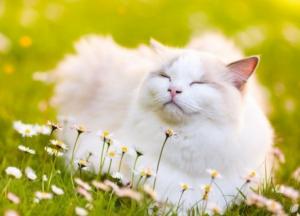 Прогноз погоды на 19 июня: жара не оступает