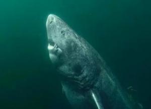 В Гренландии  обнаружили акулу, которой около 500 лет