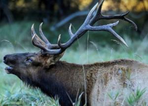 В США подстреленный лось убил ранившего его охотника