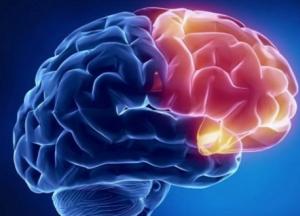 Открыта неожиданная польза желчи для мозга