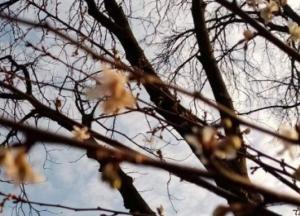 В Киеве посреди января зацвели деревья (фото)