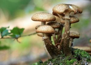 В Нидерландах создали «живой» гроб из грибов