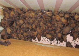 Во Львове в квартире обнаружили 1700 летучих мышей (фото)