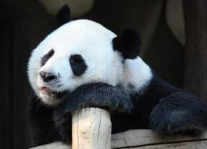В зоопарке Гонконга панды спарились впервые за 10 лет из-за карантина