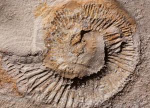 Ученые обнаружили в окаменелостях загадочные шары