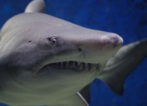 Ученые обнаружили голову акулы, жившей 340 миллионов лет назад 
