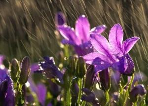 Прогноз погоды на 15 апреля: Украину накроют дожди