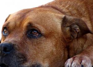 США ввели запрет на ввоз собак из ряда стран, включая Украину