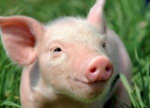 В Нидерландах аэропорт принял на работу свиней