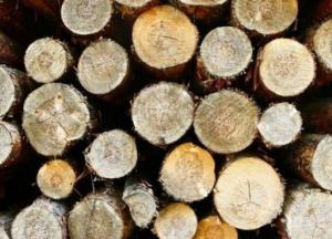 Вырубка леса вредит экологии в разы сильнее, чем предполагалось