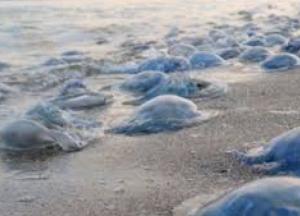 Море превратилось в суп: под Херсоном невиданное нашествие медуз (видео)