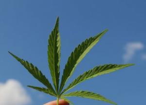 Обнаружено еще одно полезное свойство марихуаны