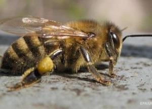 В Ровенской области мужчина умер от укусов пчел
