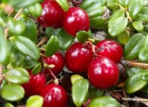 Специалисты рассказали о полезных свойствах клюквы