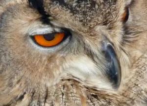 Ученые описали новый вид совы