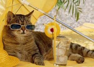 Прогноз погоды на 1 сентября: в большинстве регионов будет жара