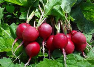 Назван овощ, который способен противостоять вирусам