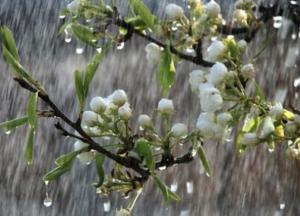 Прогноз погоды на 15 апреля: дождь и холод разделит Украину пополам