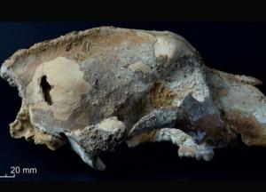 Археологи нашли череп пещерного медведя возрастом 35 тыс. лет