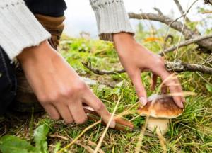 Беларусь временно упростила пересечение границы для украинских грибников