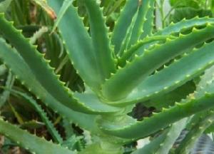 Врач назвала растение, которое замедляет старость