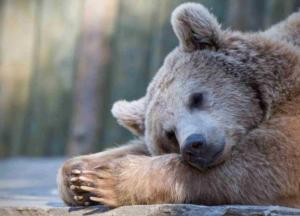 Из-за аномальной погоды под Житомиром проснулись медведи (фото)