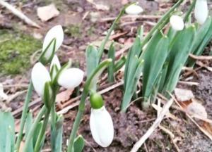 Весна посреди зимы: в Киеве распустились цветы (фото)