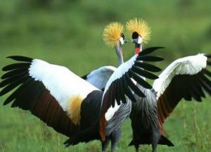 Секс помогал первым живым организмам бороться с раком - ученые