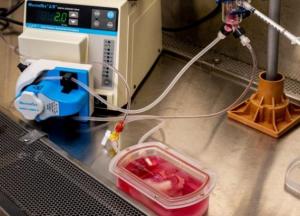 Ученые вырастили ГМО-печень человека