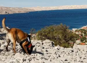 В Хорватии собаки помогли археологам найти древнее захоронение