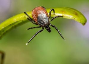 Доктор Комаровский рассказал, как уберечься от укусов клещей