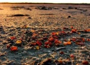 В Украине выставили на аукцион 36 янтарных участков