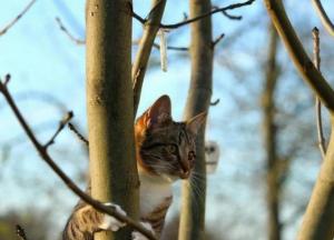 Прогноз погоды на 19 февраля: в Украине будет тепло и солнечно