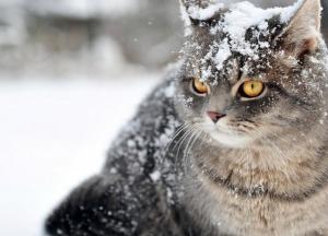 Прогноз погоды на 28 января: в Украине и будет снежно и дождливо