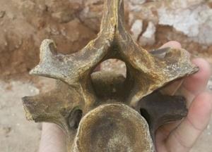 На берегу Черного моря найдены останки доисторического животного (фото)