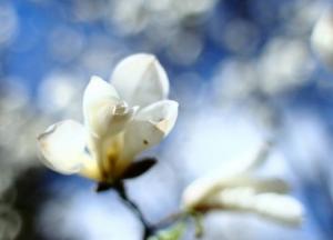 В Киеве на выходных установлены два температурных рекорда