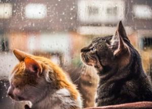 Прогноз погоды на 1 августа: на большей части пройдут дожди