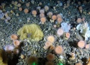 У берегов Гренландии нашли разноцветный «коралловый сад»