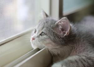 Прогноз погоды на 19 февраля: осадков не ожидается