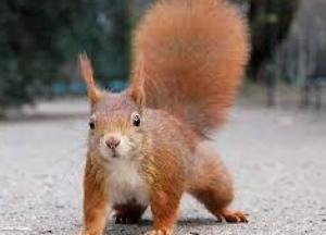 Село в Ровенской области закрыли на карантин из-за бешеной белки