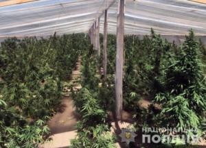 В Херсонской области изъяли марихуану на почти 20 млн гривен