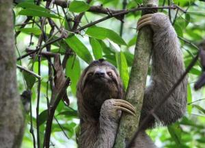 Самое медленное млекопитающее на планете удивило ученых