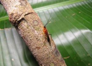 Ученые открыли на Амазонке новое насекомое с уникальным поведением