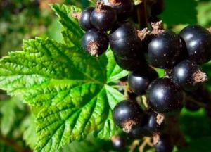 Эксперты рассказали, кому нельзя есть смородину