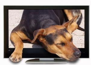 Эксперты выяснили, что собаки и кошки видят в телевизоре