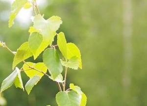 Ученые нашли способ очистить планету с помощью дерева