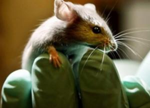 SpaceX отправит в космос "могучую мышь"